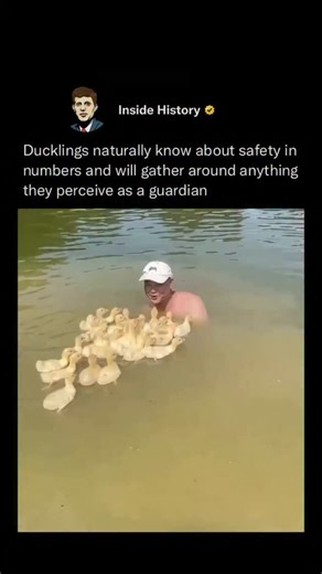 inside history on Instagram: "Follow (us) @InsideHistory to learn something NEW everyday Ducklings are born with a powerful instinct called imprinting, which causes them to attach to the first moving object they see-typically their mother-as a parent figure! This instinct helps them quickly recognize a source of protection, warmth, and food. If their mother isn't present, they may imprint on humans, other animals, or even objects. Alongside imprinting, ducklings also instinctively stick close to
