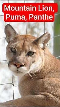 the Cougar #animalfacts