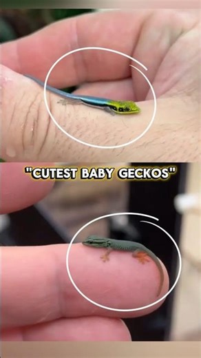 Cutest Baby Geckos Just Hatched! So Small & Precious #BabyGecko #ReptileLove #RareSpecies
