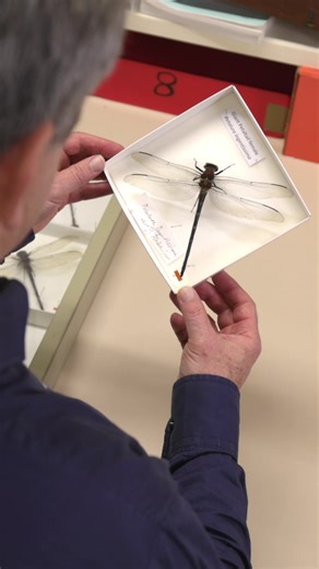 🌿 Meet the Giant Petaltail (Petalura ingentissima) 🌍🦋 This incredible dragonfly holds the title for the world's largest, boasting an impressive wingspan of 160 mm. 📏 Dr Chris Burwell was lucky enough to photograph this beauty earlier this year. #QMresearch