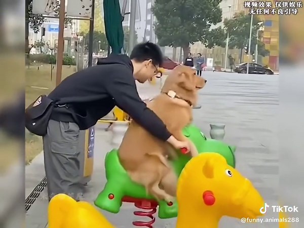 funny falls #animals #cuteanimals #funnyvideos #fyp