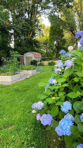 The secret to keeping fresh cut hydrangeas from wilting Part 1.🌸 . . . . . #hydrangea #hydrangeas #hydrangeaseason #cottagestyle #blooming #gardeninspiration #beautifulblooms #cutflowergarden #flowergarden #cottagecore #mycountryhome #bhgflowers #thecottagejournal #gardenstyle #summergardens | BricksnBlooms