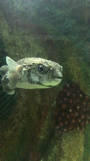 Giant porcupine fish.. | Rajkonna