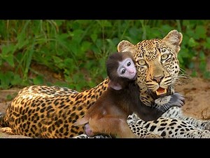 Merciless Leopard! Leopard Kills Mother Baboon And Becomes Surrogate Mother For Baby Baboon