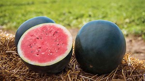 Japan’s Black Watermelon Farming – The Technology That Makes It Possible