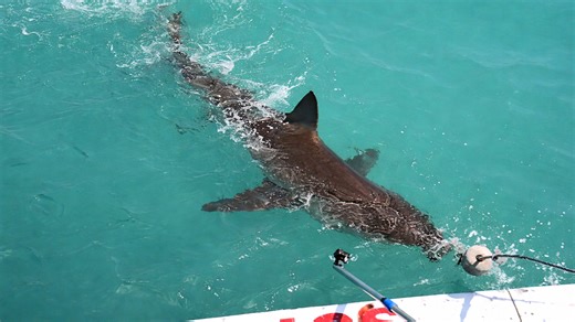 Kijk wat er gebeurt wanneer een haai een boot met toeristen bezoekt