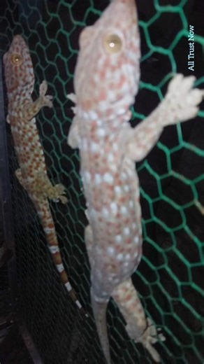 Close Up of a Real Gecko #gecko