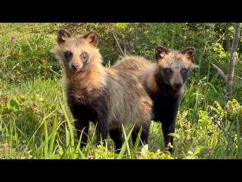 2,000 Tanuki!? Visiting Japan’s Secret Tanuki Island!