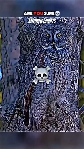 " Wait For The Coldest moment🥶👑"#shorts #trollface #phonk