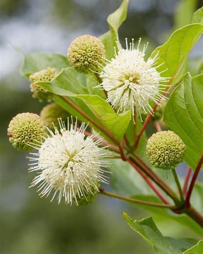 Cephalanthus occidentalis (button bush) bare roots — Buy online at Farmer Gracy UK