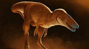 New Tyrannosaur species reshapes T. rex family tree