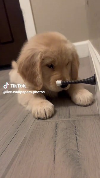 Cute Happy Puppy Live Wallpapers for Your Phone