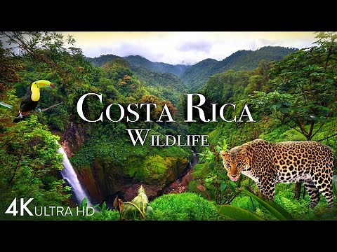 Costa Rica Wildlife 4K - Animals That Call The Jungle of Costa Rica Home | Scenic Relaxation Film