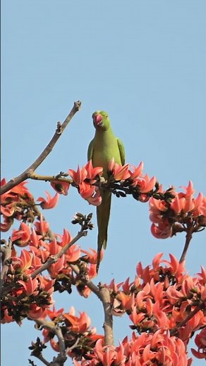 Rose-ringed Parakeet | India’s Colorful Urban Parrot in Action! 🦜