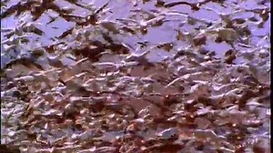 (2004) Neighborhood Animals Taiwan 2005 DVD (Simplified)