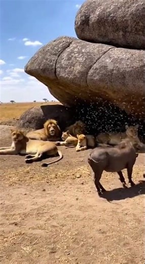 Warthog’s Prank! 🐗🐝Hive Attack! 🐝🔥 #PetflixMoments #Petflix #Clickhype #cute #प्यारा #adorable