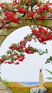 99% of People Don’t Know This Bonsai Plant #bonsai #bonsailife #bonsaitree #moutainlife #persimmon