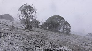 Snow Falling near Charlotte Pass, Kosciuszko National Park, New South Wales, Australia