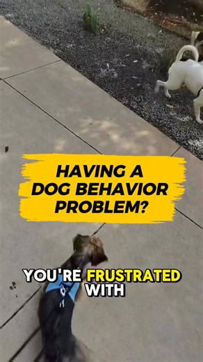 Dog Behavior Problems? Stop Googling Your Dog’s Behavior Issues. Let’s Talk TheMuttMaster.com