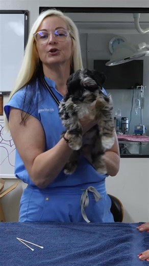 Head shaking and ear scratching in puppies are easy to dismiss, but they are important signals worth investigating early. A puppy’s immune system, skin barrier, and gut are still developing, which makes their ears more sensitive to inflammation even when there is no active infection present. Dryness, excess hair, or mild irritation can cause discomfort long before yeast, bacteria, or mites ever appear on a test. Early ear evaluations allow veterinarians to rule out infection and focus on underly