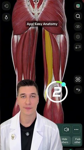 Muscles of the thigh 🎲🍗 Test yourself with the Easy Anatomy app