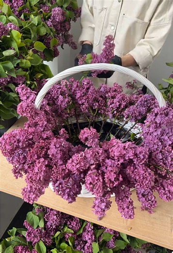 Discover the Beauty of Lilac Flowers in Tbilisi
