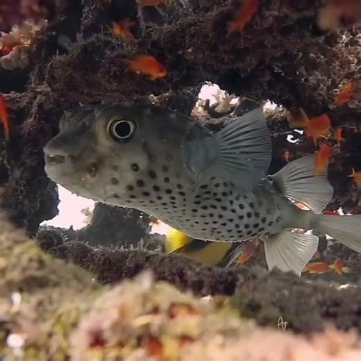 🐡🦁🎏 Underwater cuteness overload! Spotted the most adorable *baby boxfish*, a majestic *lionfish*, and some elegant *bannerfish* all in one dive! It’s like the reef put on a show just for us. 💙✨ #BabyBoxfish #LionfishLove #Bannerfish #ReefTrio #MarineLifeMagic #ScubaReels #RedSeaCreatures #ScubaAdventure #UnderwaterStars #DiveWithUs #OceanVibes #ScubaLife #TropicalFish #ReefBeauty #NatureUnderwater | Red Sea Diving