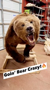 8.1K views · 273 reactions | Goin’ Bear Crazy! #taxidermy #bear taxidermy | The Wildlife Gallery | Facebook