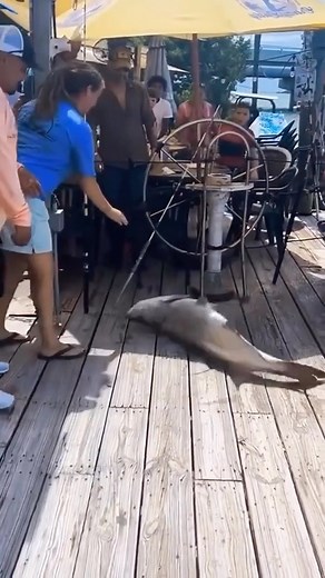 167K views · 96 reactions | Drop on the deck and flop like a fish! Via @monsteraquaticfish #fish #fishing #giantfish #southern #southernhumor #southernlifestyle #southernmenswear #osa #oldsouthapparel | Old South Apparel | Facebook