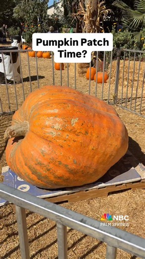 🎃 Have you ever been to the Live Oak Canyon Pumpkin Patch in Redlands? It’s the largest in Southern California, less than an hour from the valley, and a great way to get into the Halloween spirit! Pumpkin Season runs until Nov. 2nd and is open daily. For more info: Liveoakcanyon.com | NBC Palm Springs