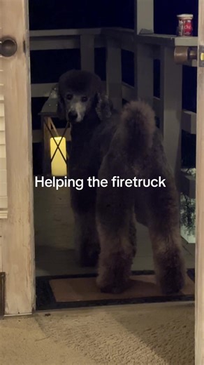Volunteer Fire Poodle Ash’s Heroic Moments