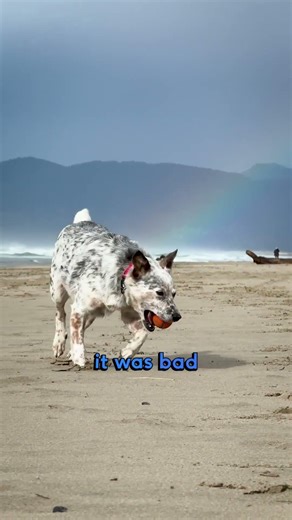 I Left My Dream Life… For My Dog and Family ❤️