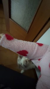 101K views · 6.5K reactions | Amita pensando que trabajando en jomofis sería tranquilo. La chichina cochina odiando la bida de todo lo que se mueba  | Im Mazapan | Facebook