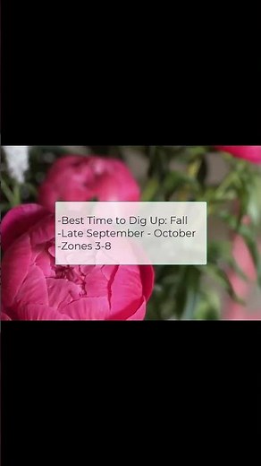 When Should You Transplant Peonies? 🌸