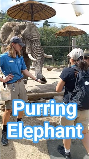 Purring Happy Elephant