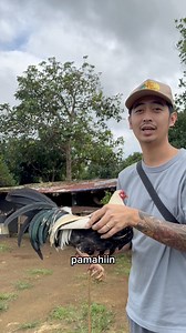 Wag ka maniwala sa swerte, malas yun 🤣 | BOSTON GREY 🎙️Audio from Larga na! Podcast | Biboy Enriquez #everyone #everyonehighlights #reelsviralシ #followerseveryone #viralreelsシ #reelsvideoシ #reelsfbシ #viralreels #reelsfbviral #roundhead #black #grey #wingate #bostonroundhead #bostongray | Igm Gamefowl