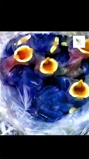 From Hatchling to Fledgling: The Spectacular Bird Journey #shorts#relaxation#meditation