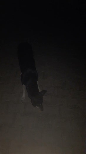 apne best dog ka name batao #dog