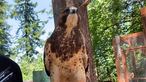 Cascades Raptor Center hosts virtual fundraiser amid record bird hospitalizations