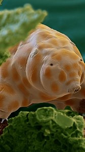 At the microscopic level, soil from Germany’s Black Forest is a fantastical realm—one that’s mirrored in wooded ecosystems worldwide. Here's how we photographed microscopic creatures hidden in the forest's soil. Video by Oliver Meckes. | National Geographic