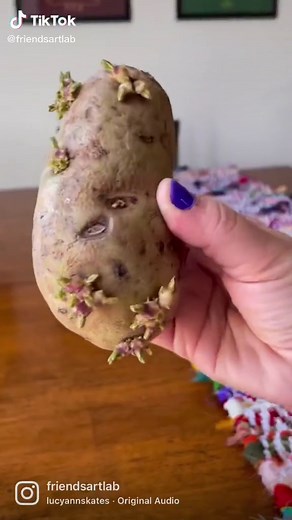 Potato Growing Experiment in a Vase