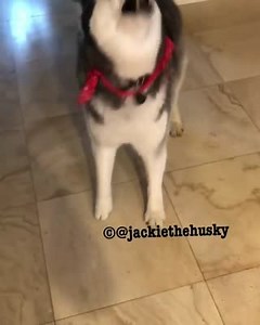 2.2K views · 117 reactions | Hurry up and get going humom! It's puppacino time!  IG: jackiethehusky | BuzzSharer Huskies | Facebook