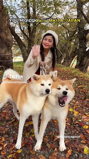 Discovering Nyuto Onsen: A Hidden Gem in Akita, Japan