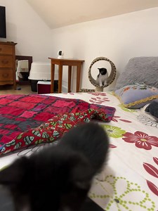 14K views · 1.9K reactions | I love working in the kitten room and hanging with the Motels. Most times they don’t run over my laptop. Mama is so playful too. Every one of them is so sweet. Easy to fall in love with any of them! | Sophia L’Orange Kitten Rescue | Facebook