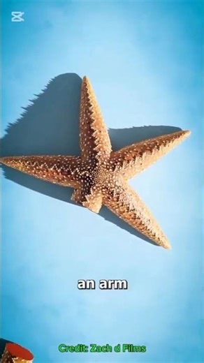 How Starfish Regrow Their Lost Arms.#3danimation