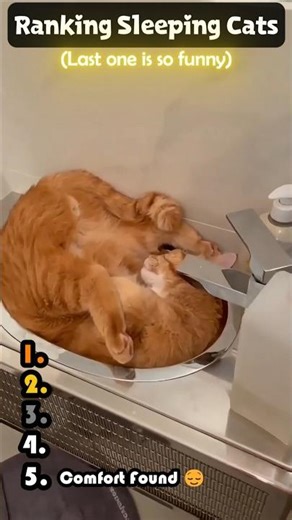 Ranking the Funniest Sleeping Cats 🐱😴 | Part 2 #shorts