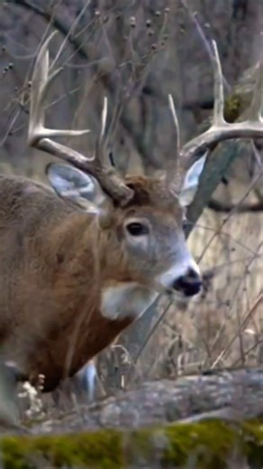 Would you fill your tag on any of these bucks?