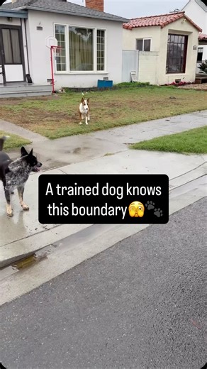 When the toy going in the street, That’s where the real training shows. Boundaries keep dogs safe — even when the game gets exciting and I made sure to extensively practice boundary training before trusting my dogs off leash. Keep in mind trust is something you earned with your Dog mutually through overcoming hardships and obstacles with one another. 💯💪 #dog #dogs #mansbestfriend #boundaries #dogtrainer #offleash #offleashlife #street #dogtraining #doglover | Dogfather Dog Institute