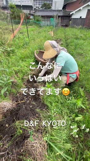京丹波自然農 無農薬・無化学肥料 ジャガイモ🥔収穫の続き D&F KYOTO #京丹波 #農業 #自然農 #自然栽培 #家庭菜園