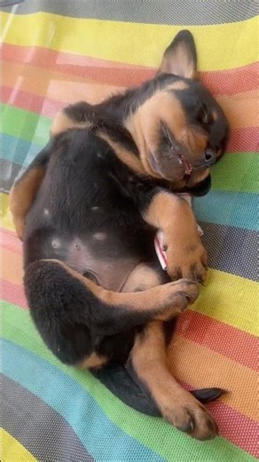 Has he been awake all night without sleeping? This is puzzling behavior from an animal.